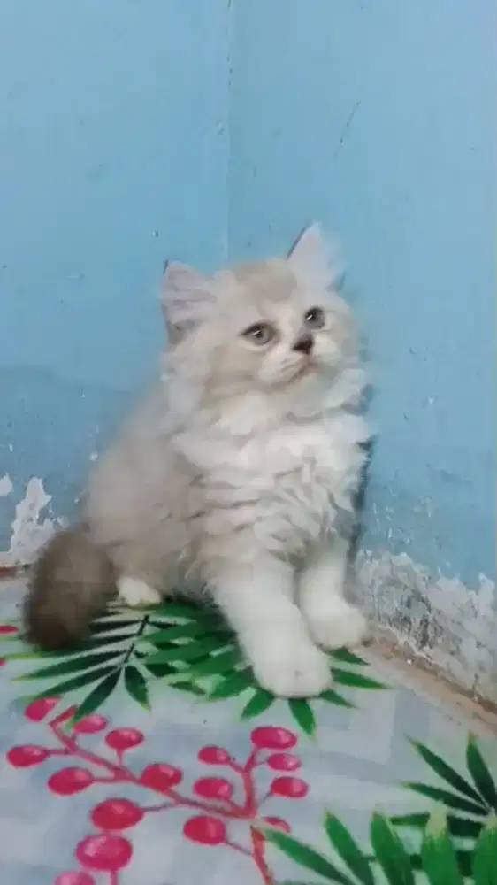 Kitten Persia anakan radgol jantan umur 2bulan