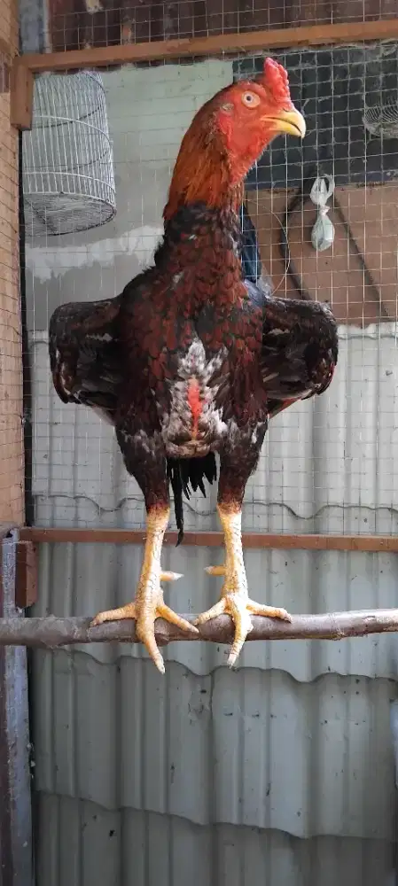 jual borongan ayam shamo jepang, eropa, asel perot