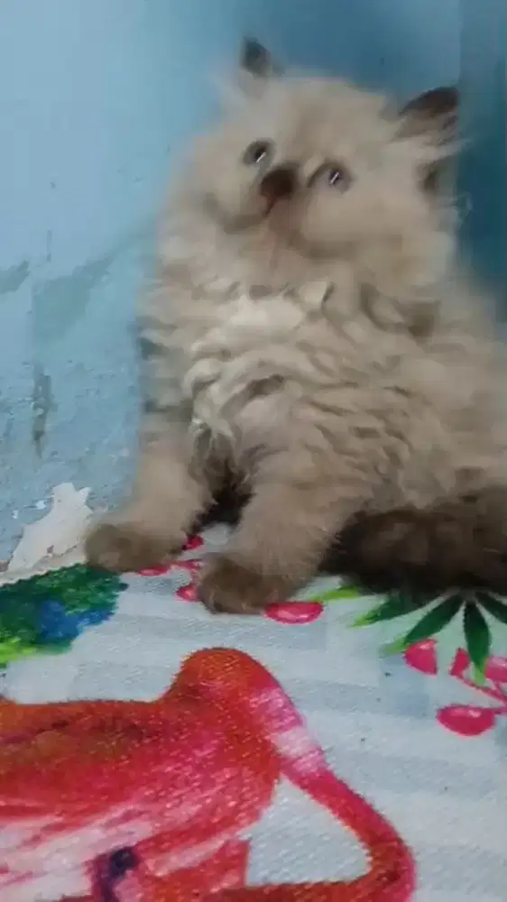 Kitten Persia radgol Jantan