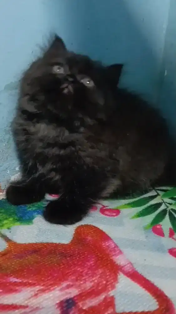 Kiteen Persia jantan