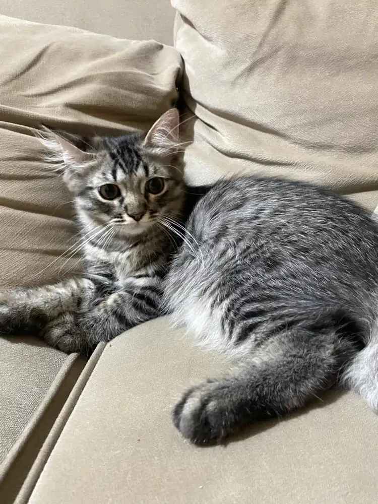 Open adopt/adopsi kucing jantan NS munchkin x himalaya