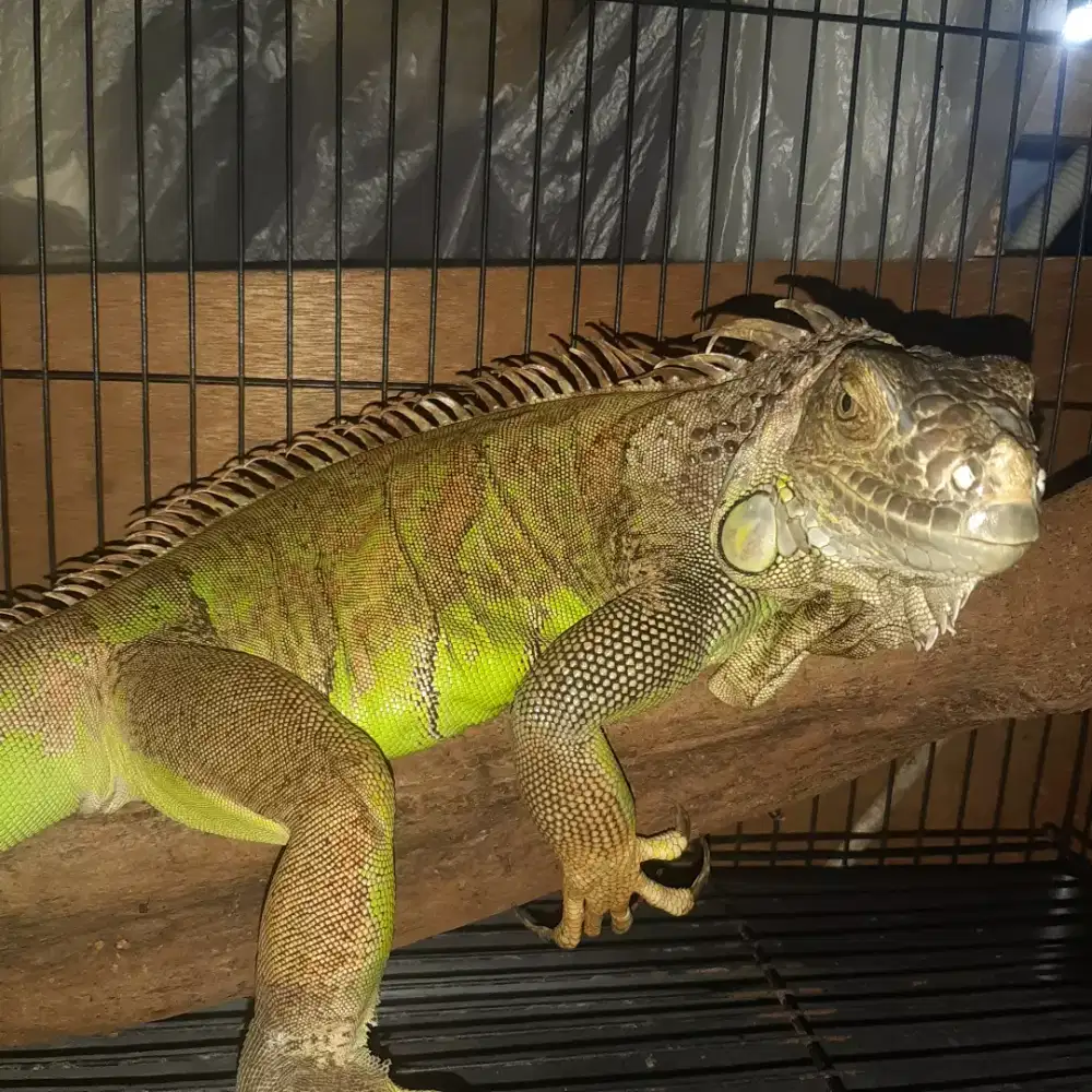 Iguana jenis betina sudah pernah bertelur lepas adopsi