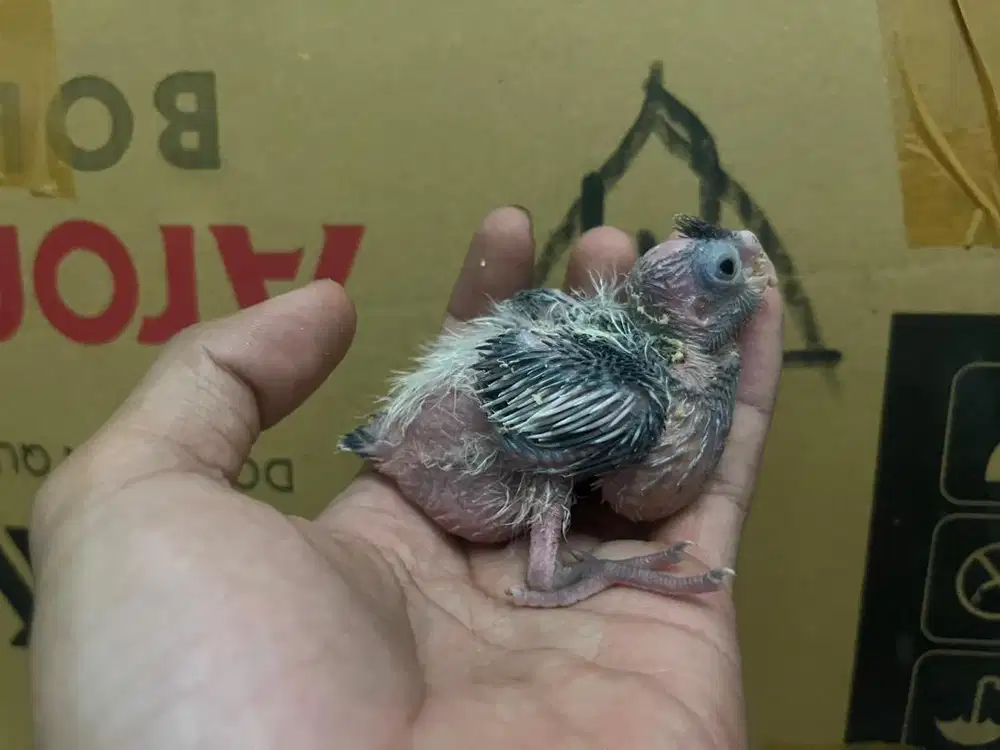 Anakan falk / parkit australia white face