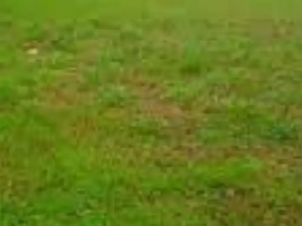 Tanah Desa Bakalan Wringinpitu Balongbendo, Sidoarjo