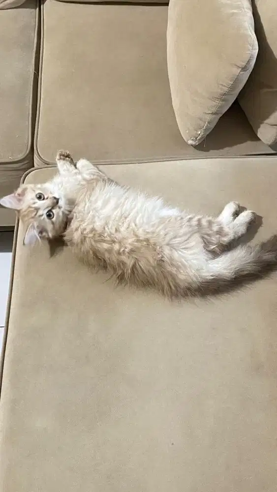 Open adopt/adopsi kucing betina NS munchkin X himalaya