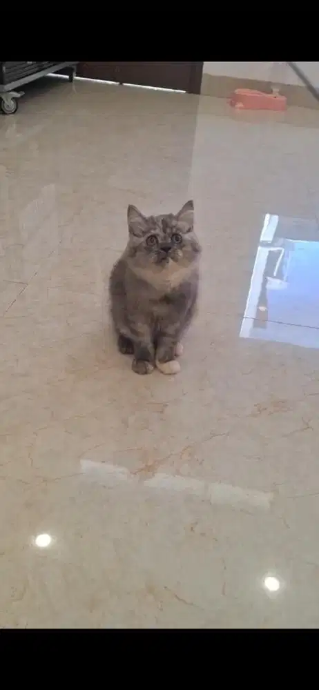 Kucing Persia Ragdoll