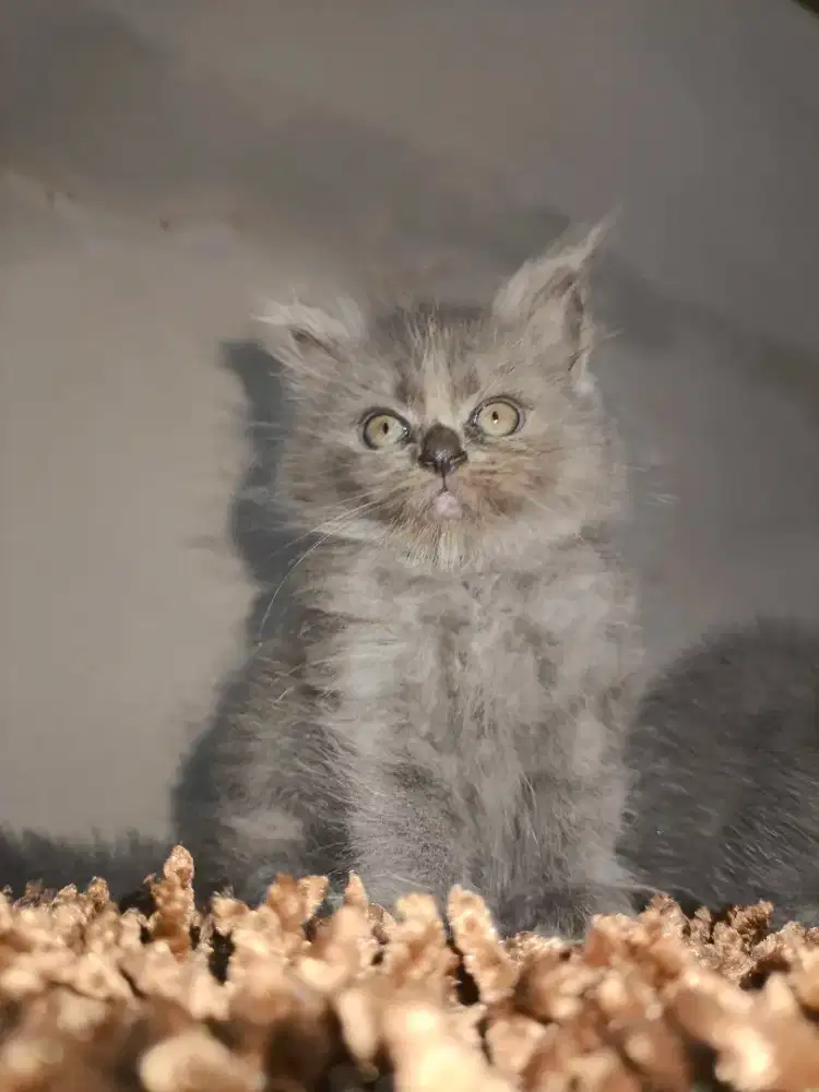 OPEN ADOPT KITTEN PERSIA