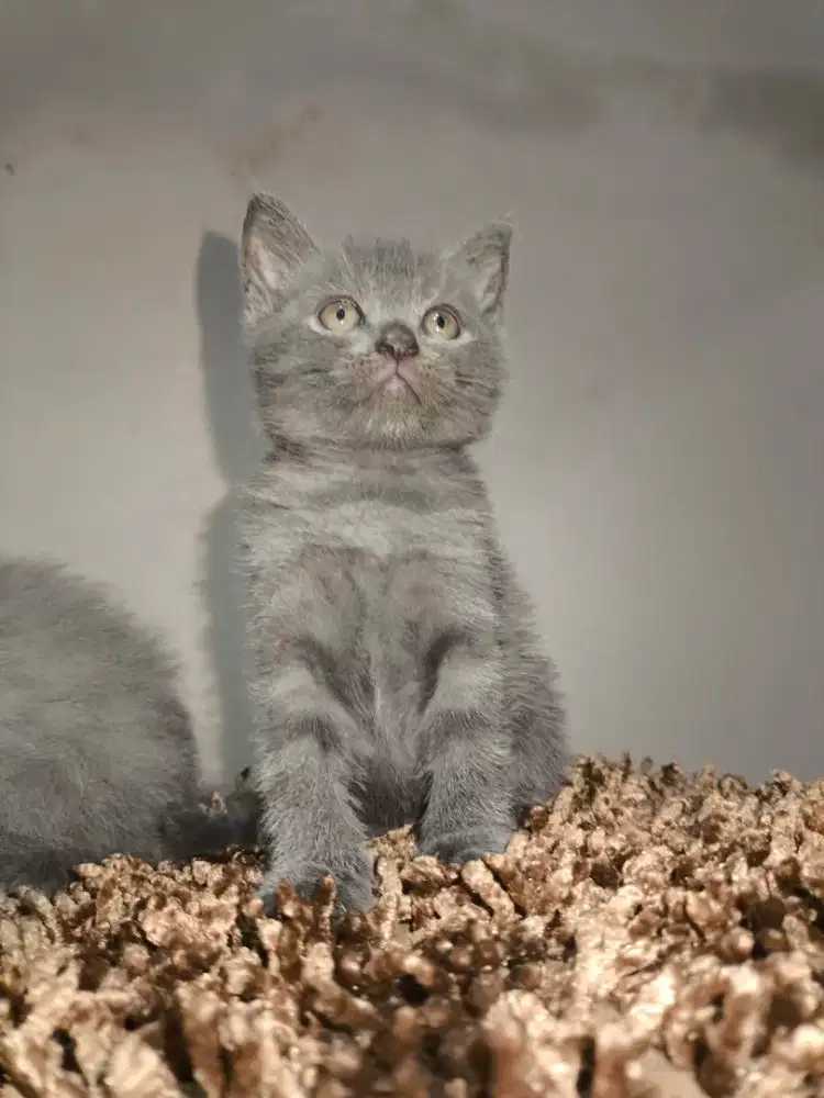 OPEN ADOPT KITTEN BRITISH SHORT HAIR
