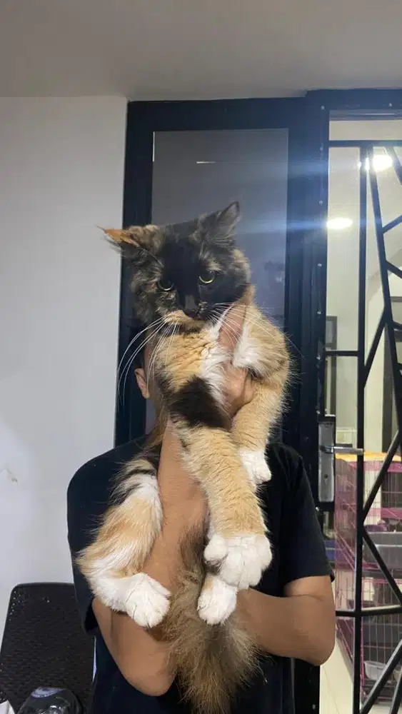 Mainecoon calico