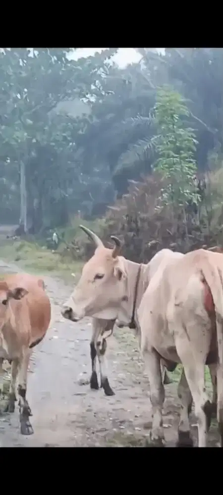 Dijual 3 Ekor Lembu@/Sapi Jenis Matras