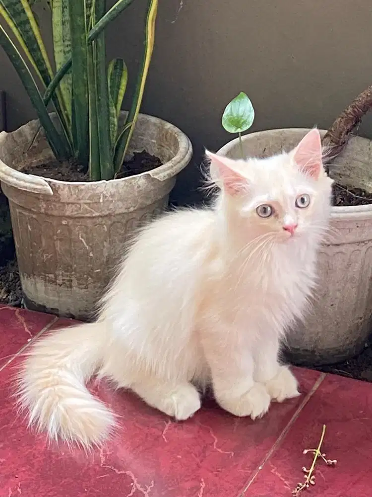 Open adopt/adopsi kucing jantan NS munchkin X himalaya