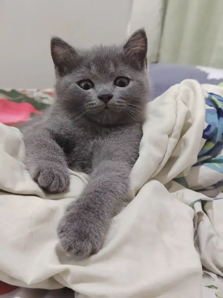 Open adopt kitten kucing bsh 2 bulan