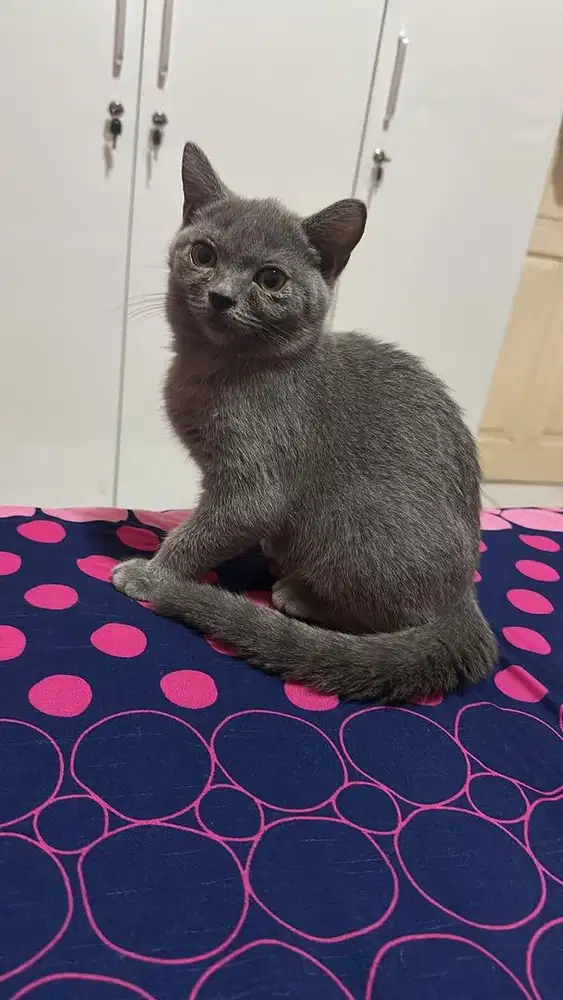 British Shorthair Kitten