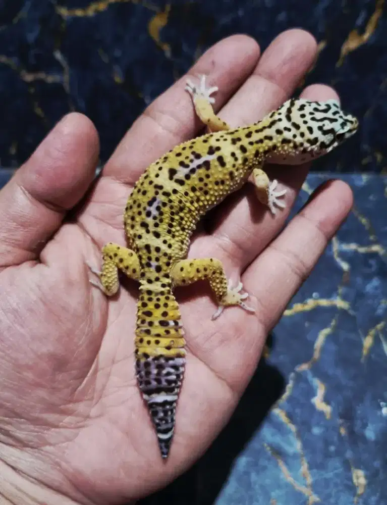 Leopard Gecko Line Black Night
