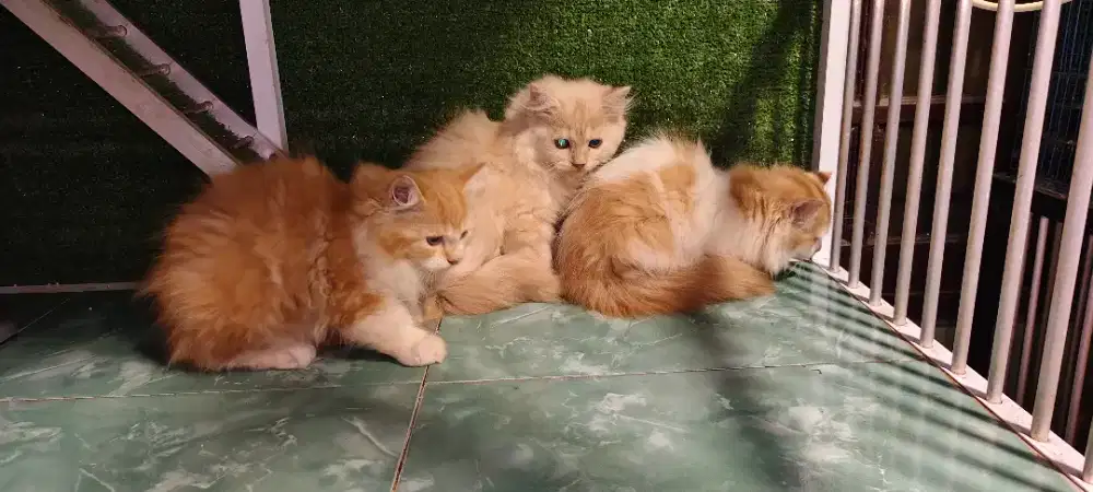 Kucing persia lucu