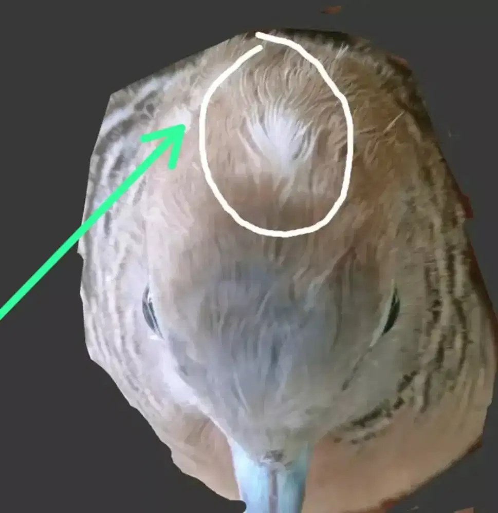 Perkutut Satrio pinayungan super