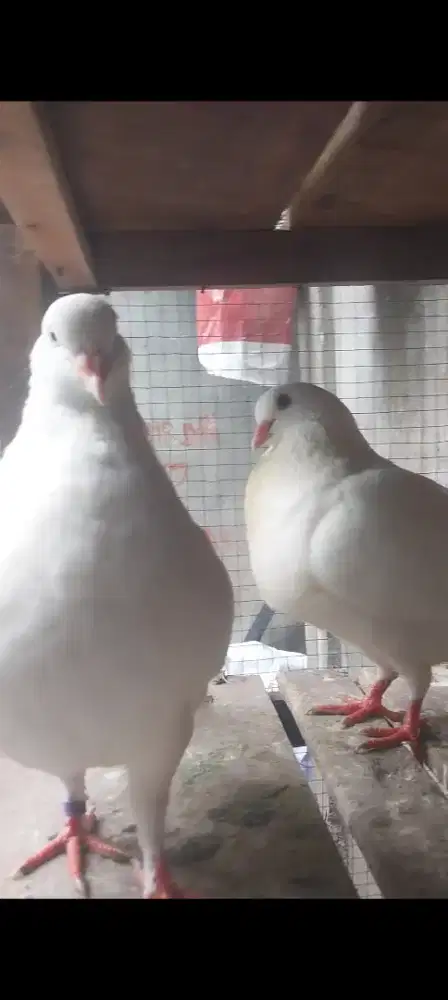 Merpati king jumbo putih