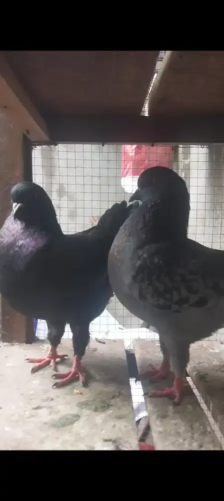 Merpati showking remaja