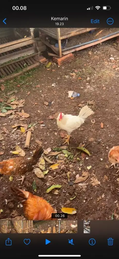 Ayam petelur elba