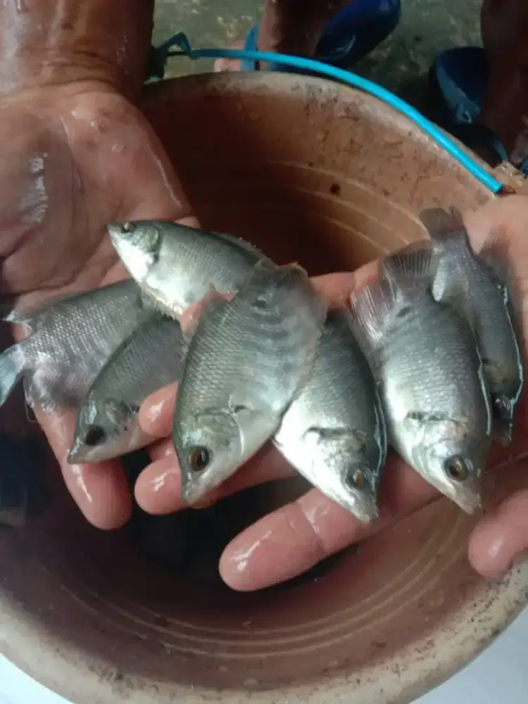 Bibit gurame soang 2 jari