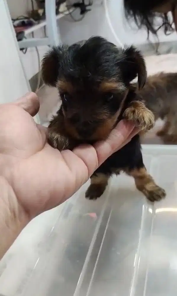 Open booking yorkshire terrier puppy