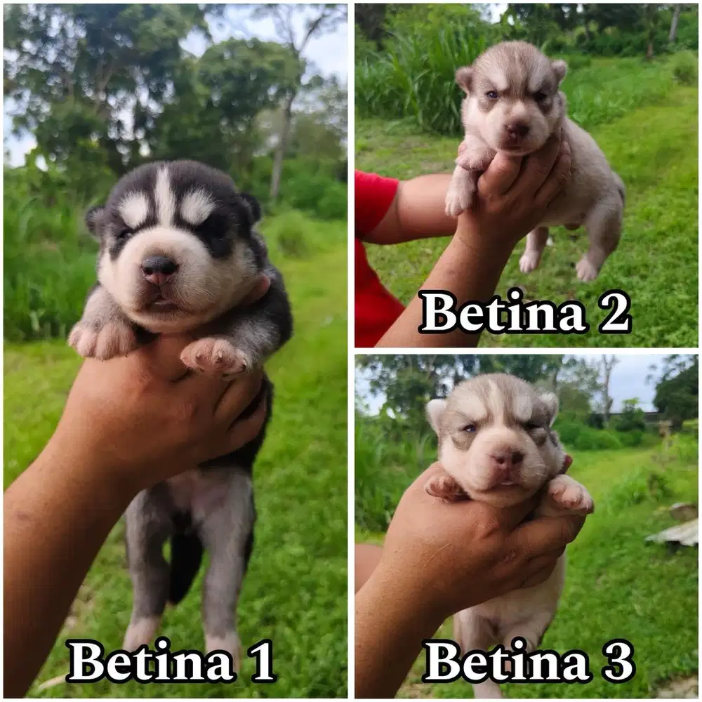 Open booking siberian husky puppy