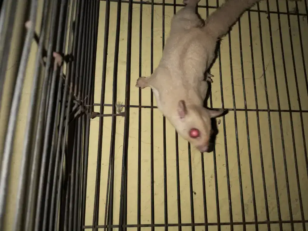 Sugar glider creamino jantan