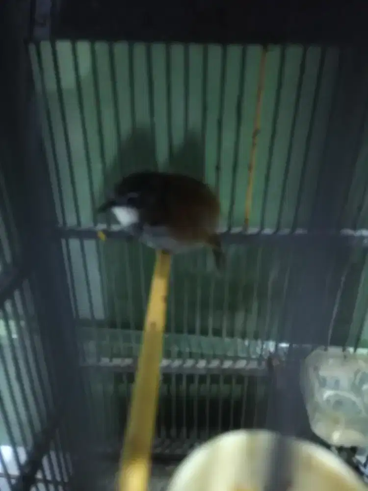 Burung sniper cocok untuk masteran murai