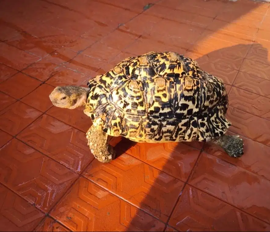 KURA KURA DARAT PARDALIS 32cm