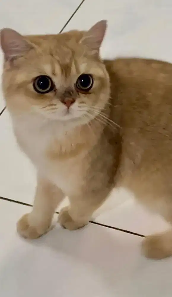 Kucing british shorthair golden anakan import