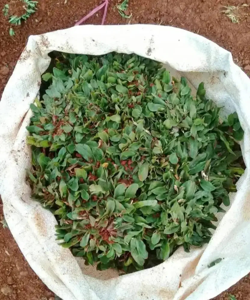 JUAL RUMPUT GAJAH MINI KERDIL DAN TERIMA JASA PAMASANGAN KAK