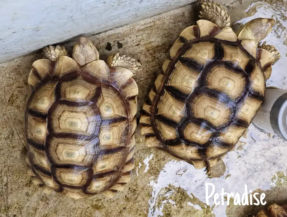 1 Pasang Kura Kura Sulcata Siapan Induk