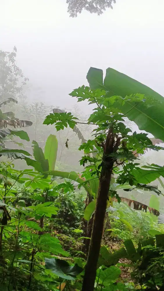 art laki laki serabutan.