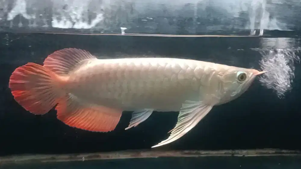 Arwana super red spesial