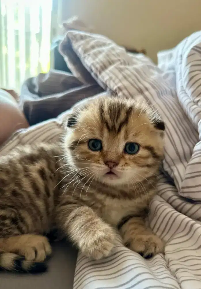KUCING SCOTTISH FOLD MIX