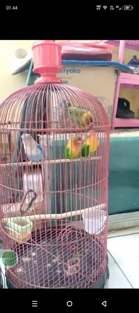 Burung lovebird