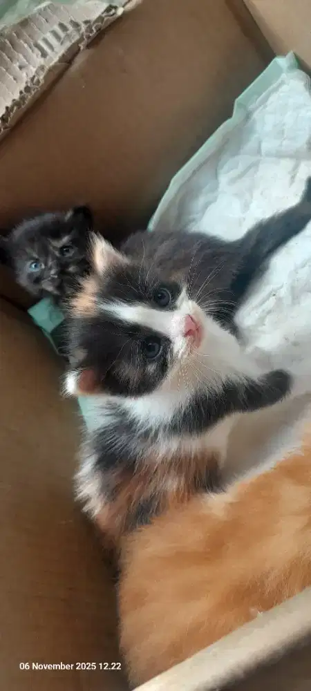 Kitten Ras Scottis Straigth alhasil Scottish mix x Mc mix