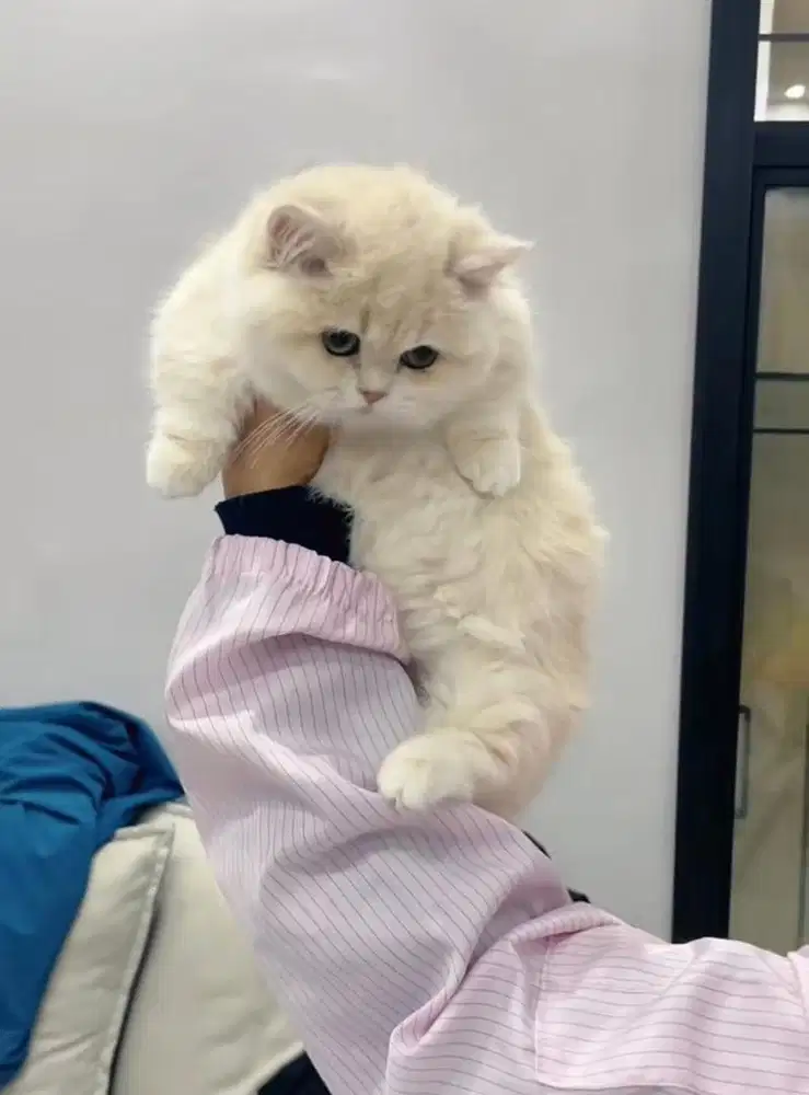 munchkin bsh golden ay