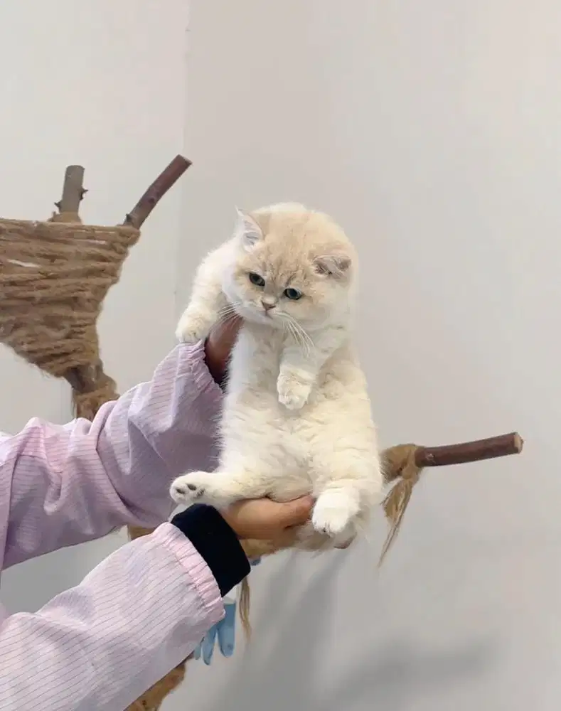 munchkin bsh golden ay