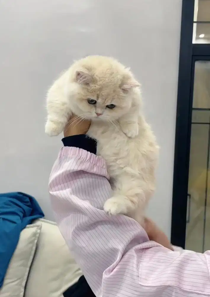 munchkin bsh golden ay