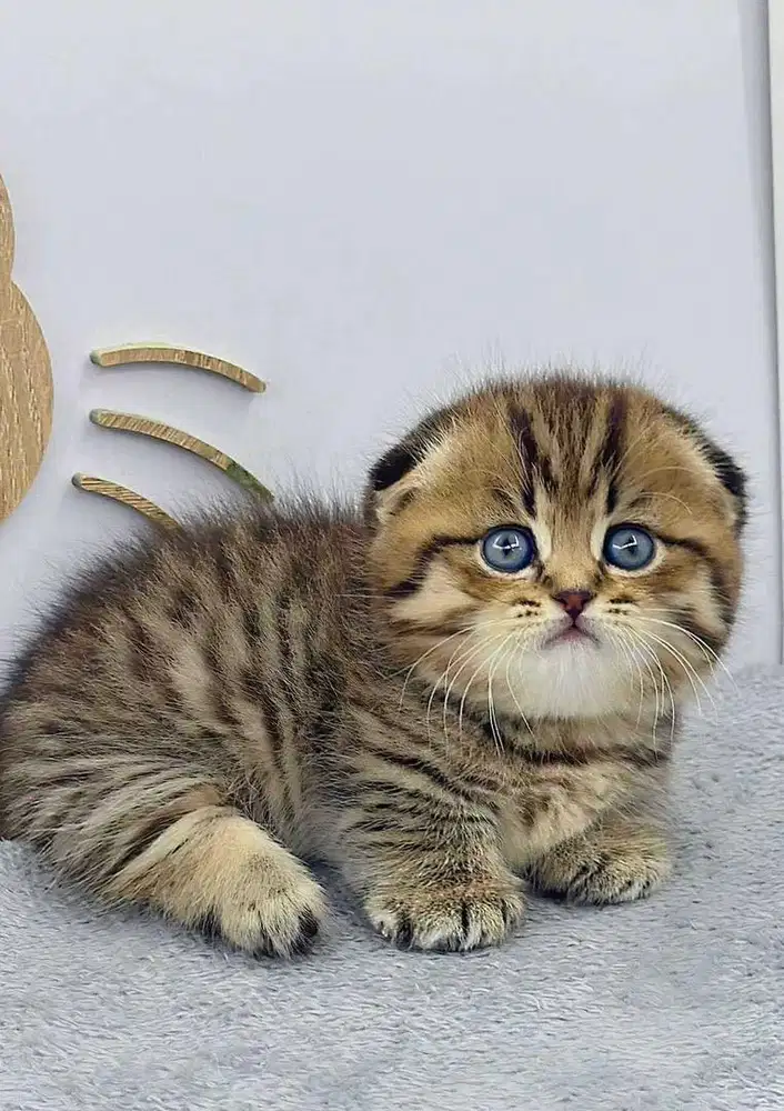 munchkin gaelic fold