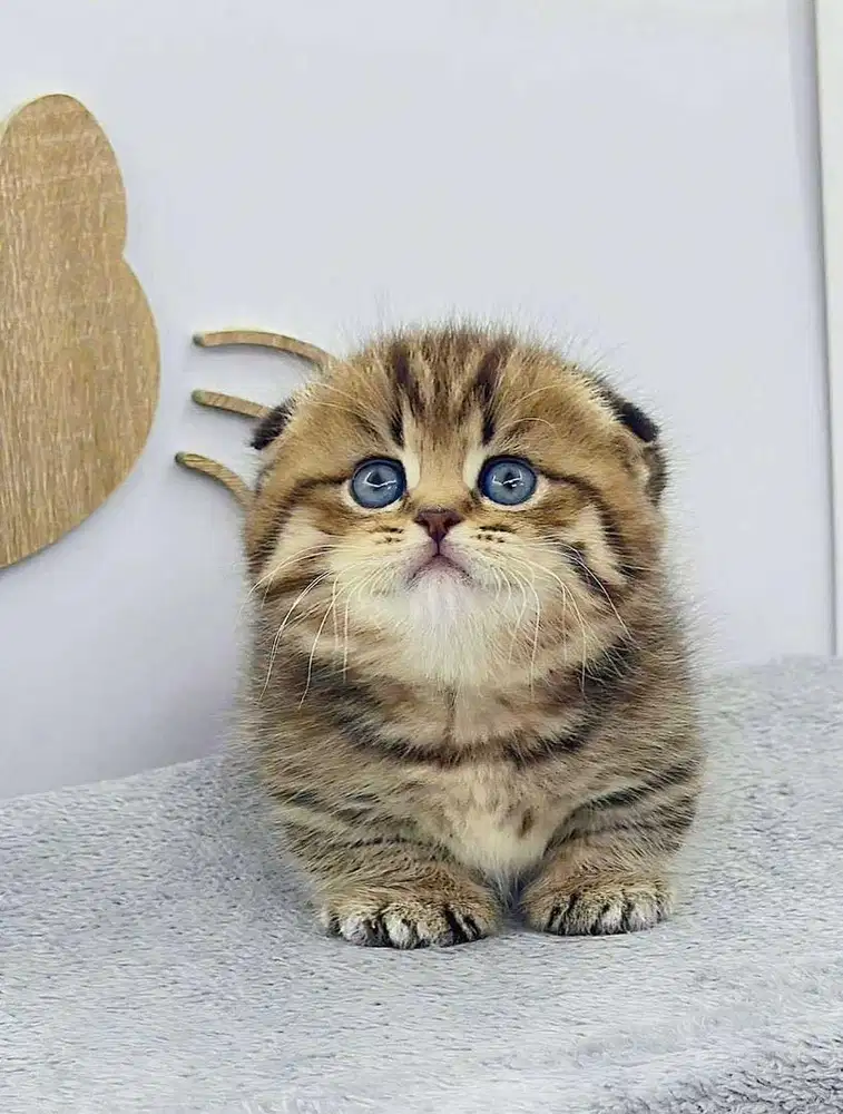 munchkin gaelic fold