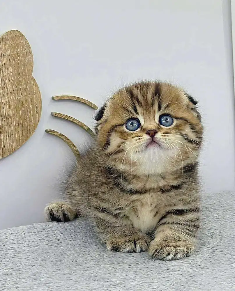 munchkin gaelic fold