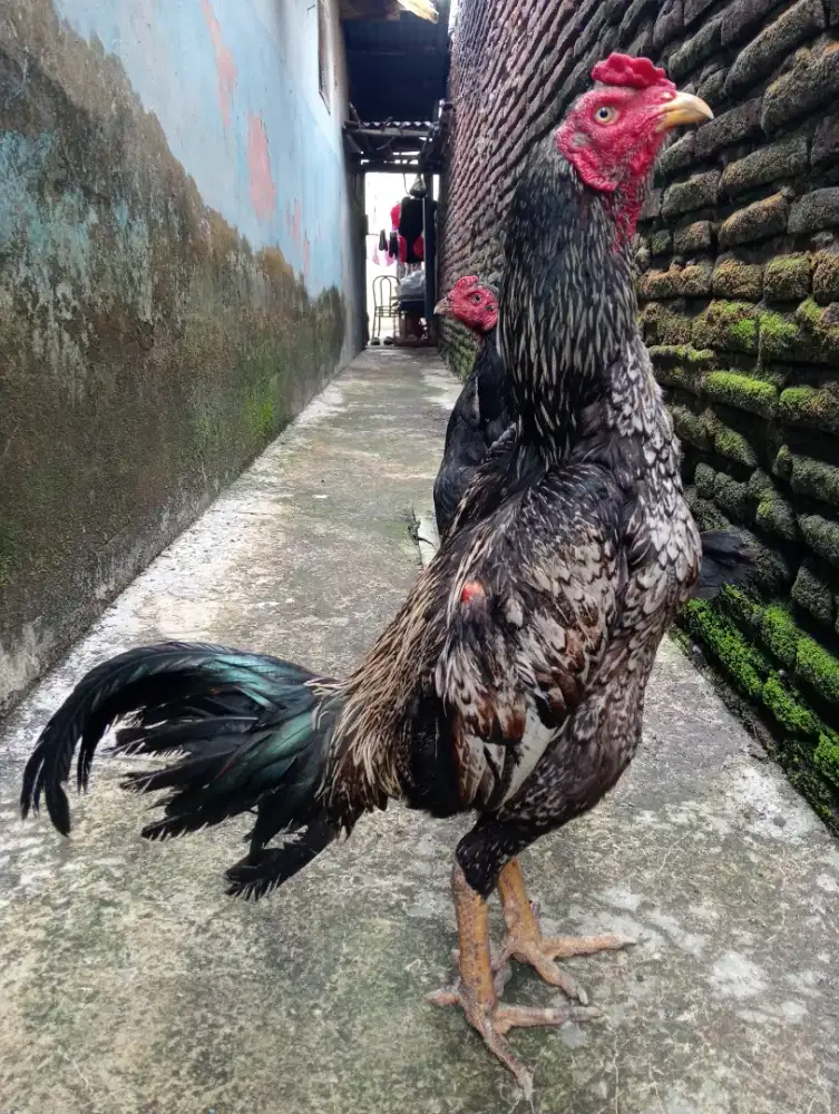 Ayam bulbi / jantan bulu betina