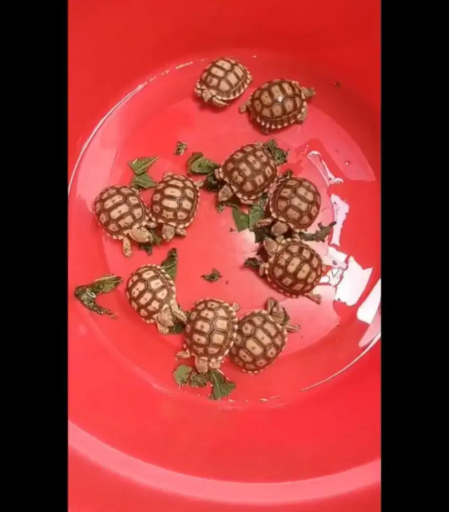 Kura Darat Sulcata 7 cm (ada bonus)