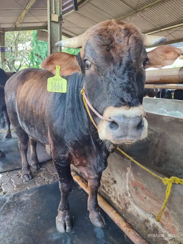 sapi jantan 500kiloan siap potong nazar hajatan sedekahan jamin manteb