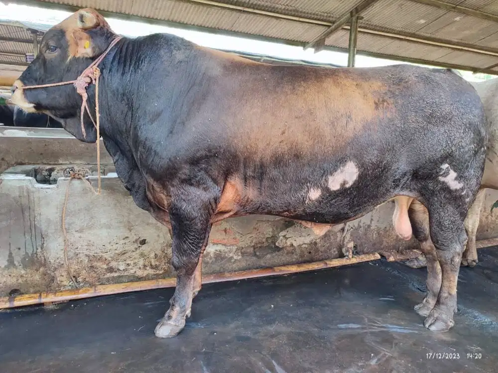 sapi potong 500kiloan jantan layak hajatan nazar sedekahan syukuran ok