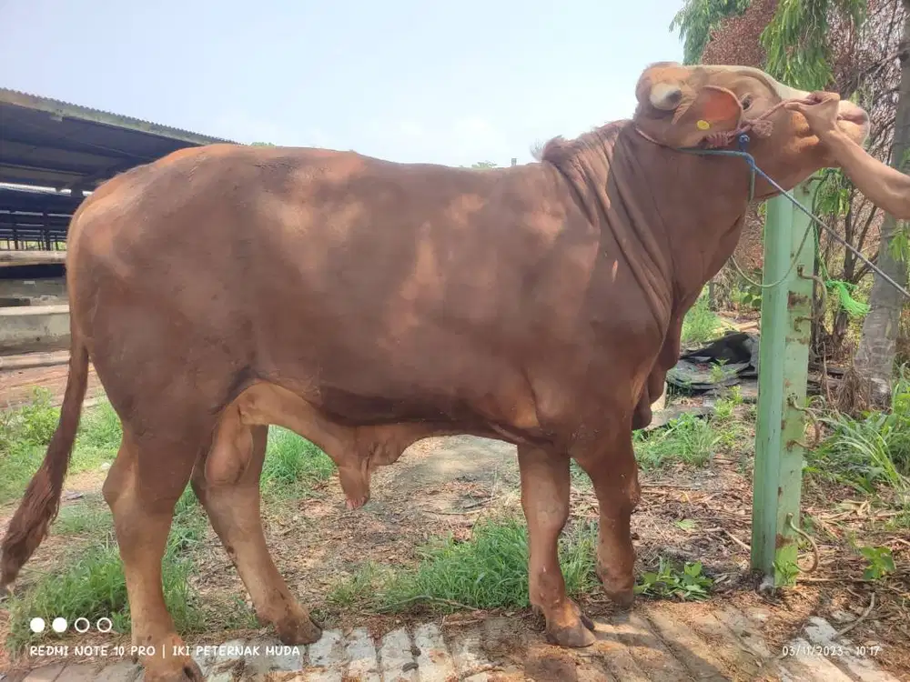 sapi potong 500kiloan layak hajatan sedekahan syukuran jamin manteb ok