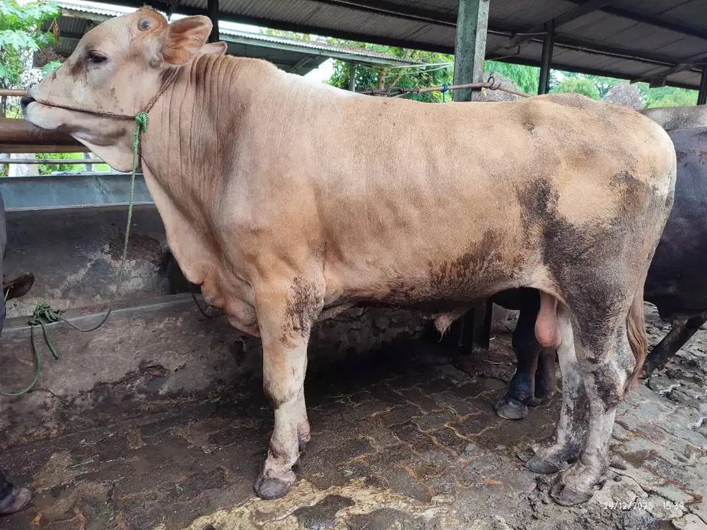 sapi potong 500kiloan layak hajatan sedekahan nazar syukuran jamin top
