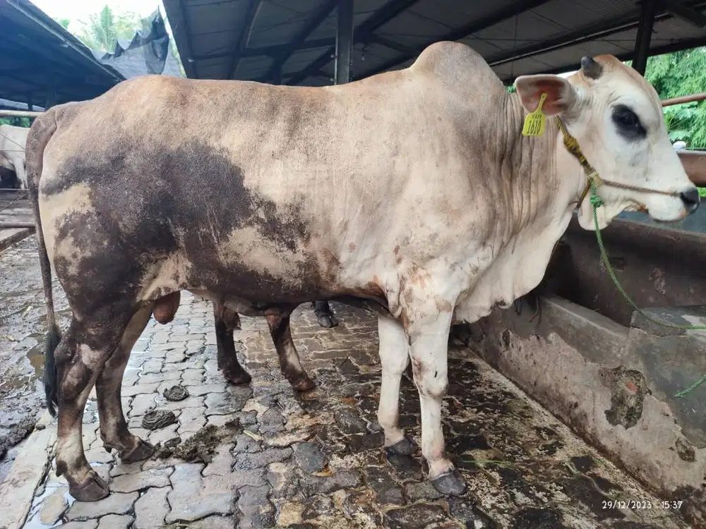 sapi potong 500kiloan layak hajatan sedekahan nazar syukuran jamin top